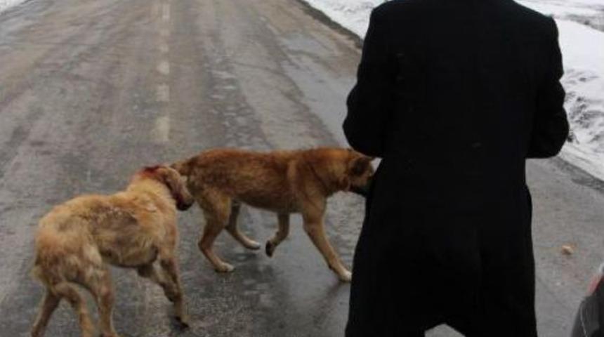 Aladağ'a Terk Edilen K&ouml;pekler Soğuktan Ve A&ccedil;lıktan &Ouml;ld&uuml;