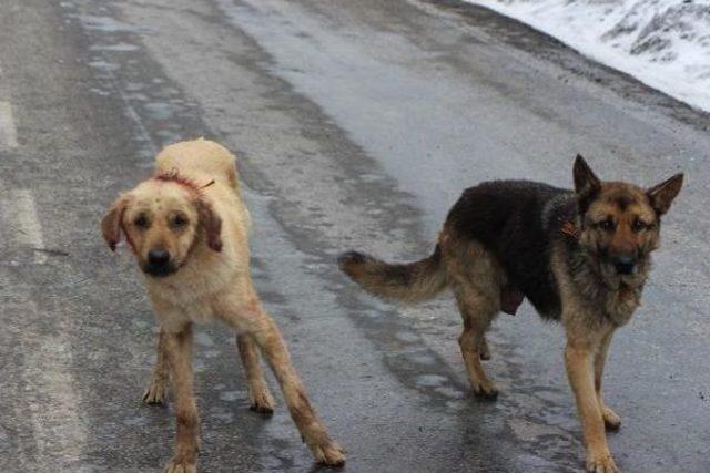 Aladağ'a Terk Edilen Köpekler Soğuktan Ve Açlıktan Öldü