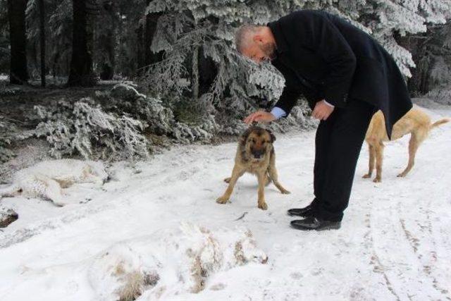 Aladağ'a Terk Edilen Köpekler Soğuktan Ve Açlıktan Öldü