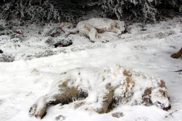 Aladağ'a Terk Edilen Köpekler Soğuktan Ve Açlıktan Öldü