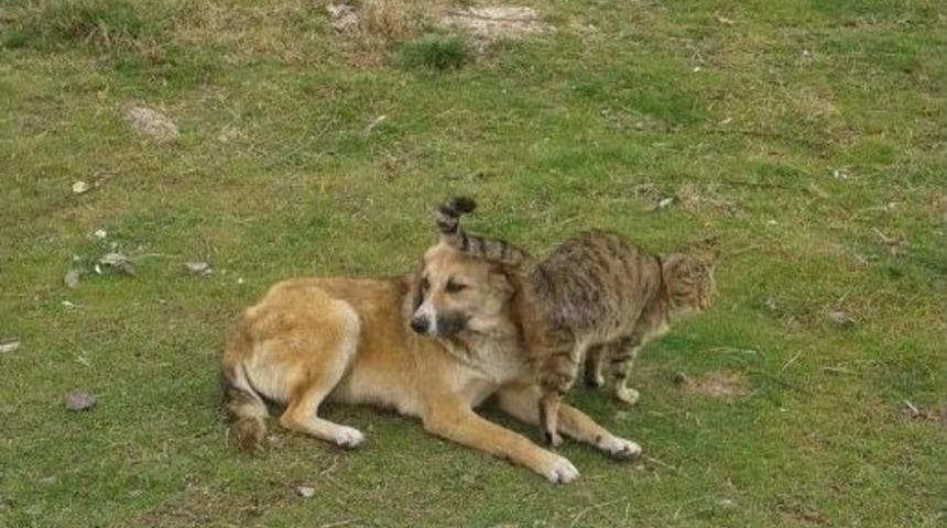 Kedi Ve K&ouml;peğin Dostluğu