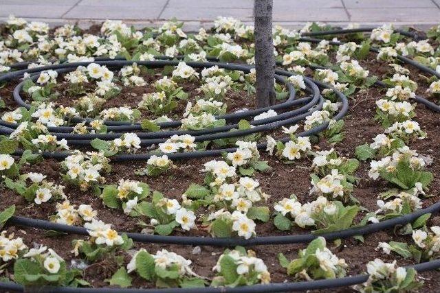 B&uuml;y&uuml;kşehir Baharı, &Ccedil;i&ccedil;eklerle Karşılıyor 1