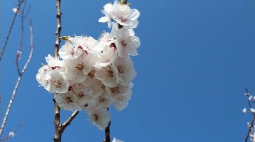 Kayısıda 100 Bin Ton Rekolte Beklentisi