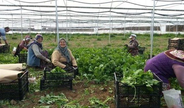 Kadınların Tarım Sektöründeki Yeri