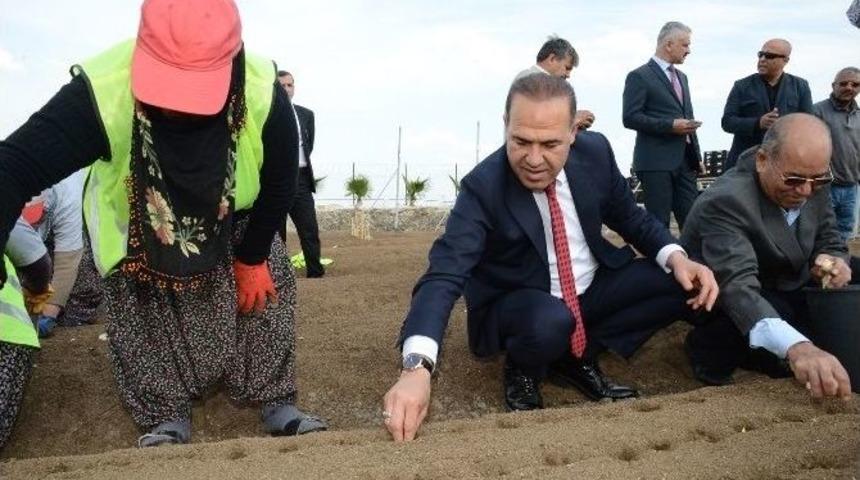 Adana&rsquo;da Hollanda Modeli &Ccedil;i&ccedil;ek &Uuml;retimi İ&ccedil;in İlk Adım