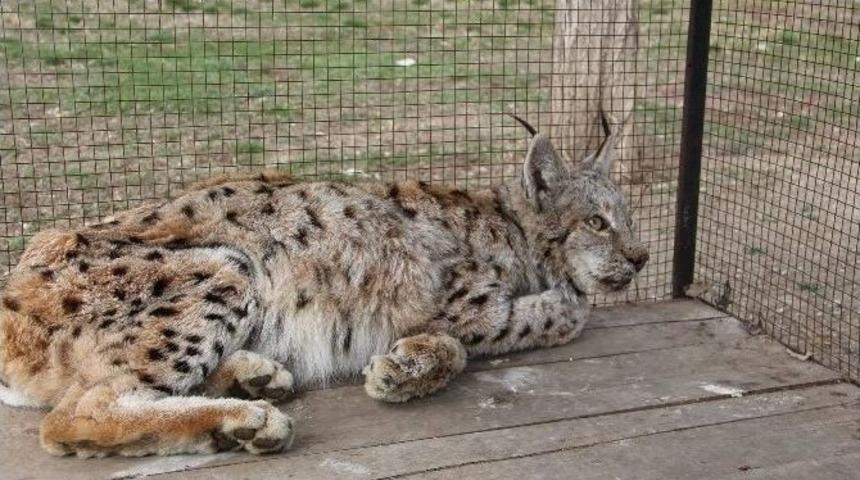 Yaralı Vaşak İ&ccedil;in Seferber Oldular