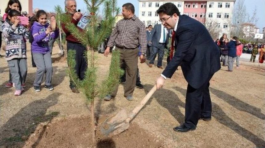Aksaraylı Şehitlerin Adına &Ccedil;am Fidanı Dikildi
