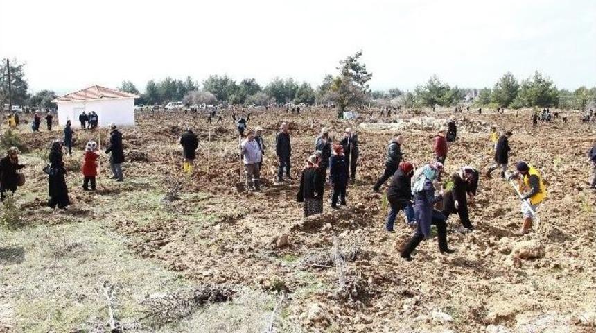 Binlerce Fidan Toprakla Buluşuyor