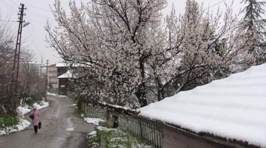 Beypazarıda Çiçek Açan Meyve Ağaçları Kar Altında Kaldı