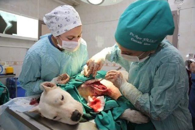 Tüfekle Vurulan Köpek Tedaviye Alındı