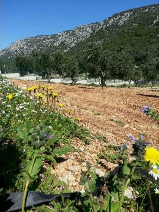 Keşif Yapılacak Urla Villalarına Jandarma Ablukası (2)