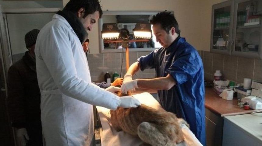 O Hayvanlara Bolu Belediyesi Sahip &Ccedil;ıktı