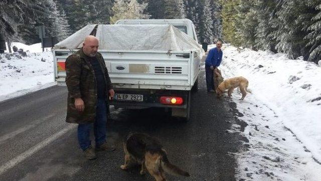 O Hayvanlara Bolu Belediyesi Sahip &Ccedil;ıktı 1