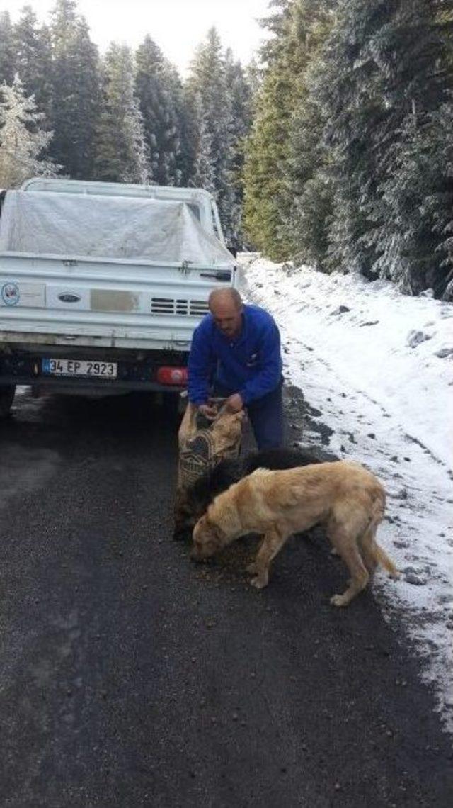O Hayvanlara Bolu Belediyesi Sahip &Ccedil;ıktı 2