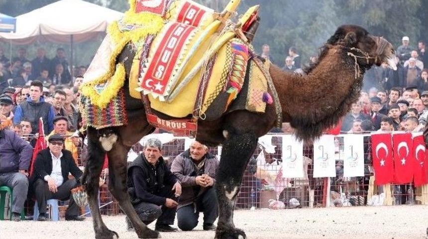 Bayraklı 5. Deve G&uuml;reşi Festivali Pazar G&uuml;n&uuml; Yapılacak