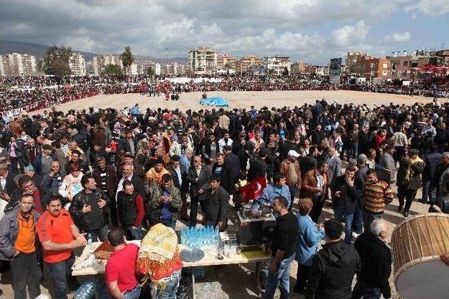 Bayraklı 5. Deve G&uuml;reşi Festivali Pazar G&uuml;n&uuml; Yapılacak 1