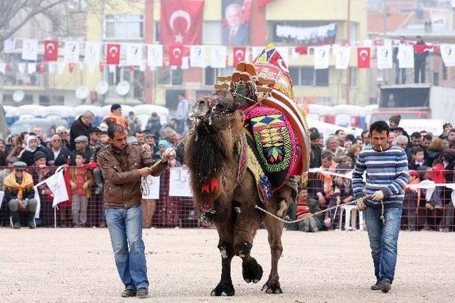 Bayraklı 5. Deve G&uuml;reşi Festivali Pazar G&uuml;n&uuml; Yapılacak 2