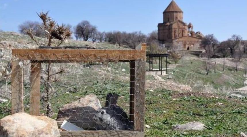 Akdamar Adası'ndaki Tavşanlar Toplanıyor