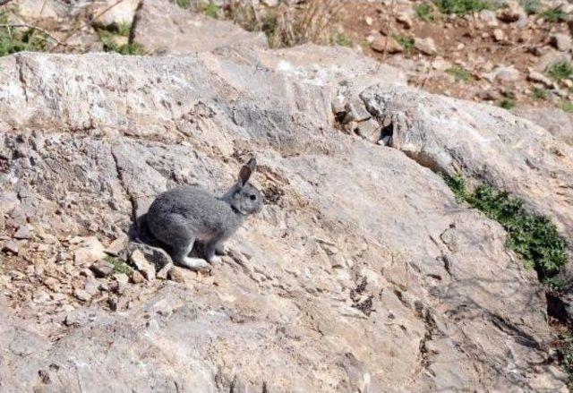 Akdamar Adası'ndaki Tavşanlar Toplanıyor