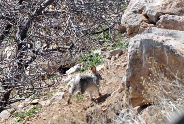 Akdamar Adası'ndaki Tavşanlar Toplanıyor