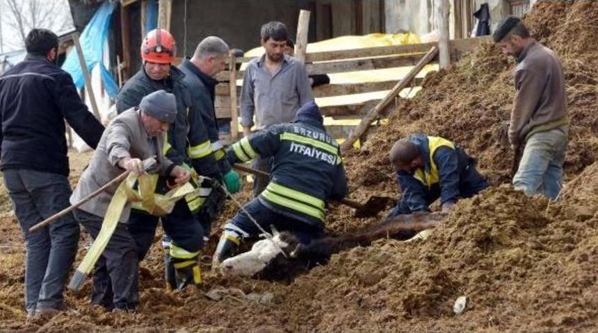 Erzurum'da Inek Kurtarma Operasyonu