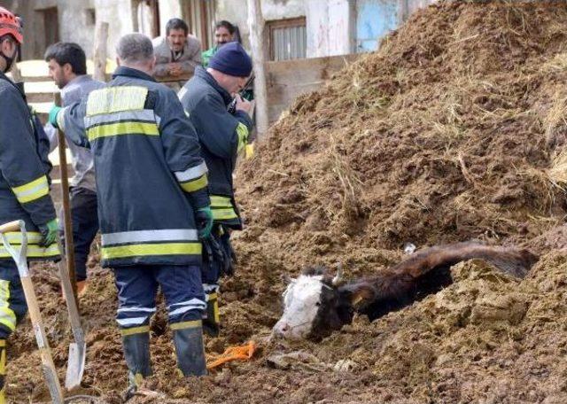 Erzurum da Inek Kurtarma Operasyonu 1