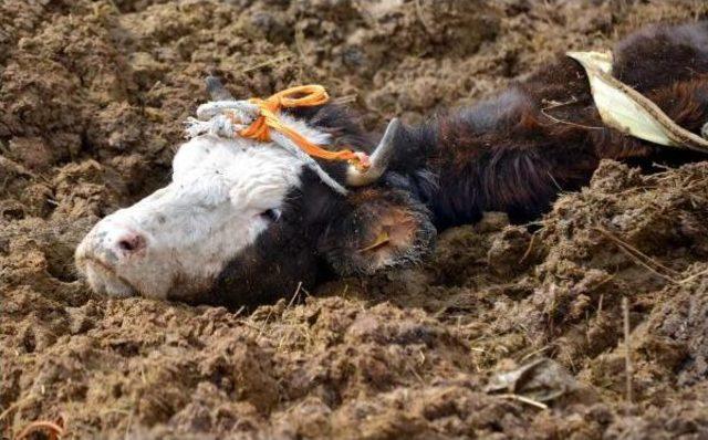 Erzurum da Inek Kurtarma Operasyonu 2