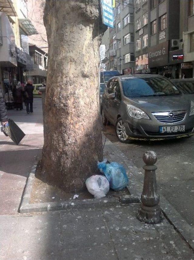 Asırlık Çınara, Vatadandaşlardan Çöp Önlemi