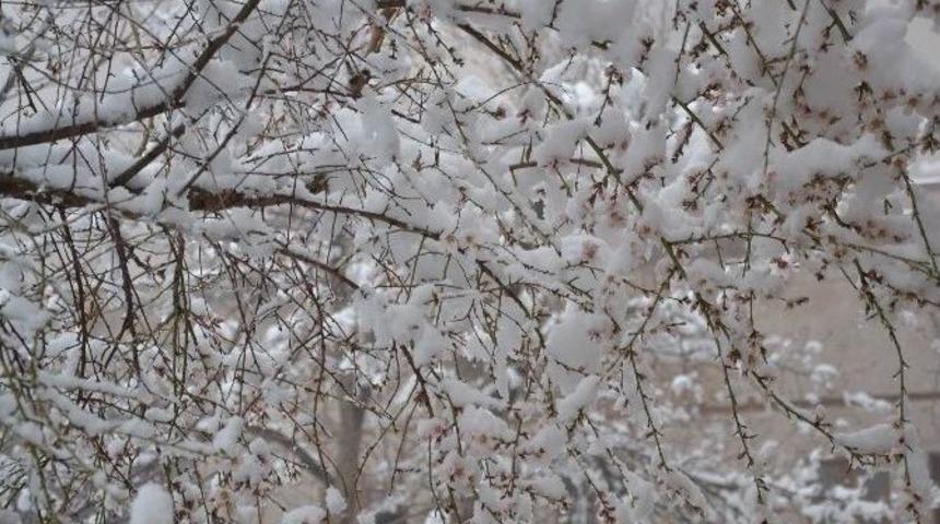G&uuml;zelyurt Beyaza B&uuml;r&uuml;nd&uuml;
