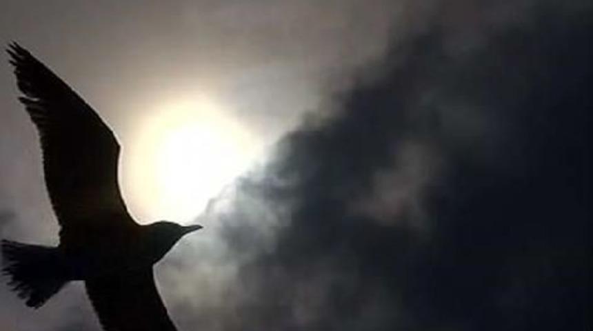 Güneş Tutulması Sırasında Dev Martı Silueti