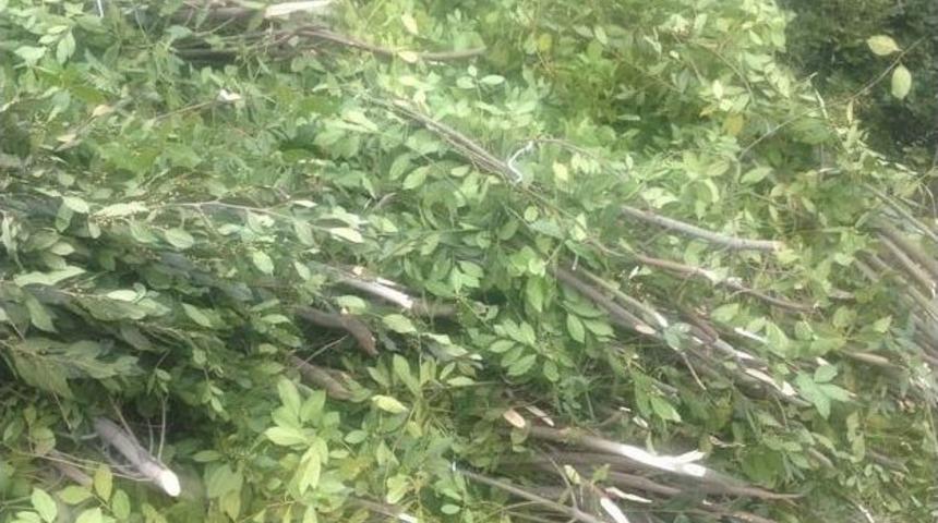 Ak&ccedil;akoca&rsquo;da 11 Ton Defne &Uuml;retildi