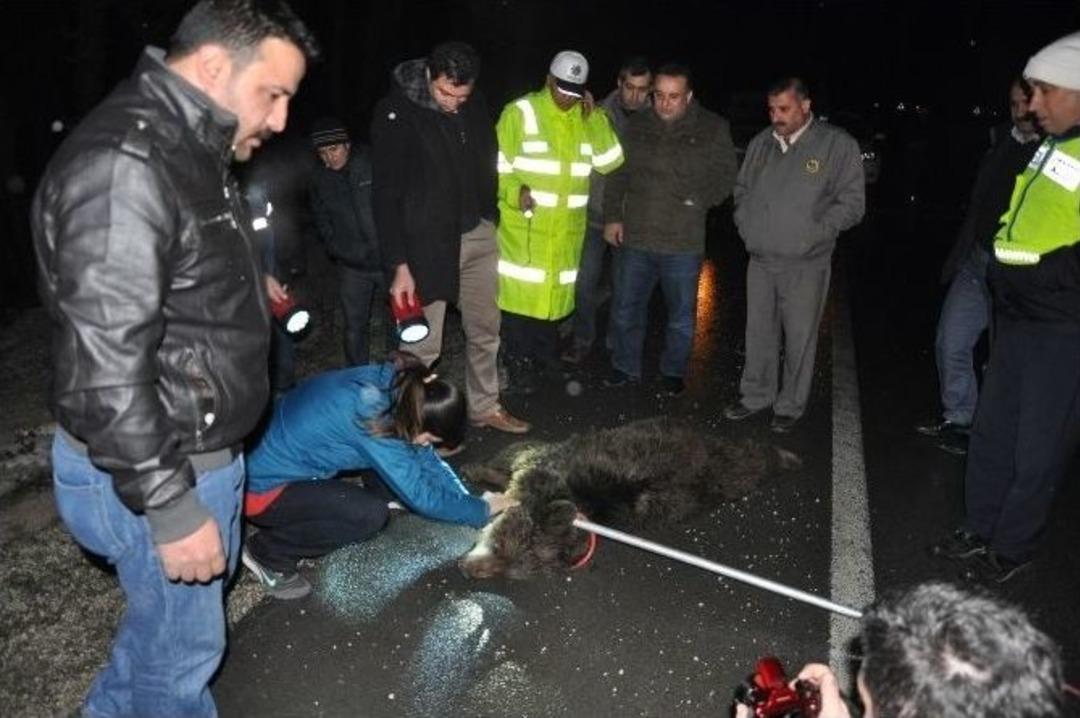 A&ccedil; Kalıp Yola İnen Ayı Tır&rsquo;ın &Ccedil;arpması Sonucu Ağır Yaralandı
