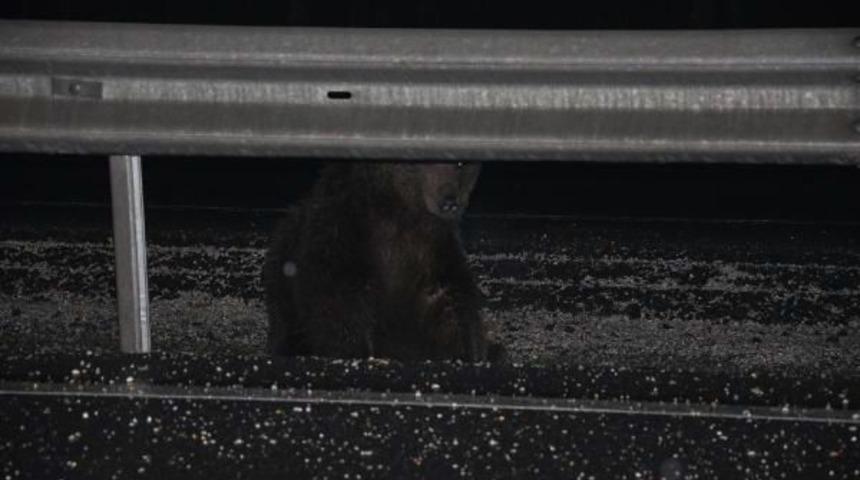 Yiyecek Bulmak I&ccedil;in Yolun Karşısına Ge&ccedil;meye &Ccedil;alışan Ayıya Tır &Ccedil;arptı