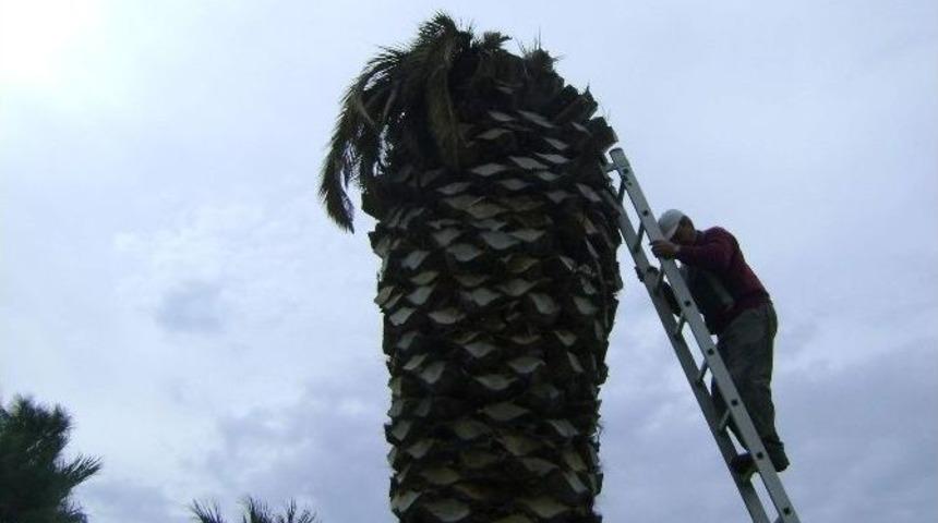 Palmiye &Ouml;l&uuml;mlerin &Ouml;n&uuml;ne Ge&ccedil;ilmiyor