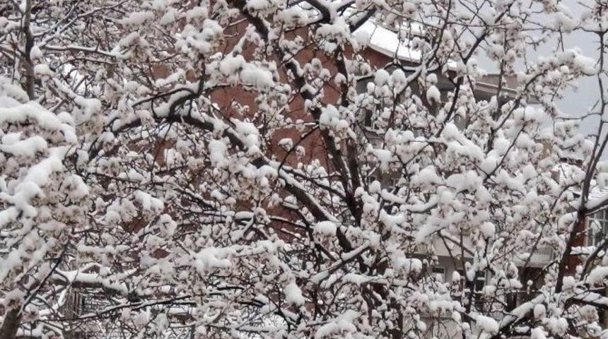 &Ccedil;i&ccedil;ek A&ccedil;an Meyve Ağa&ccedil;ları Kar Altında Kaldı
