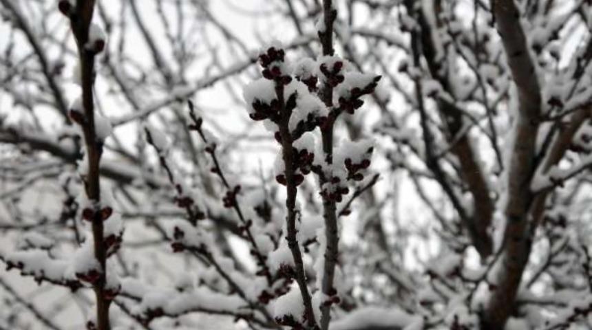 Kar, Erken Tomurcuklanan Kayısıyı Vurdu