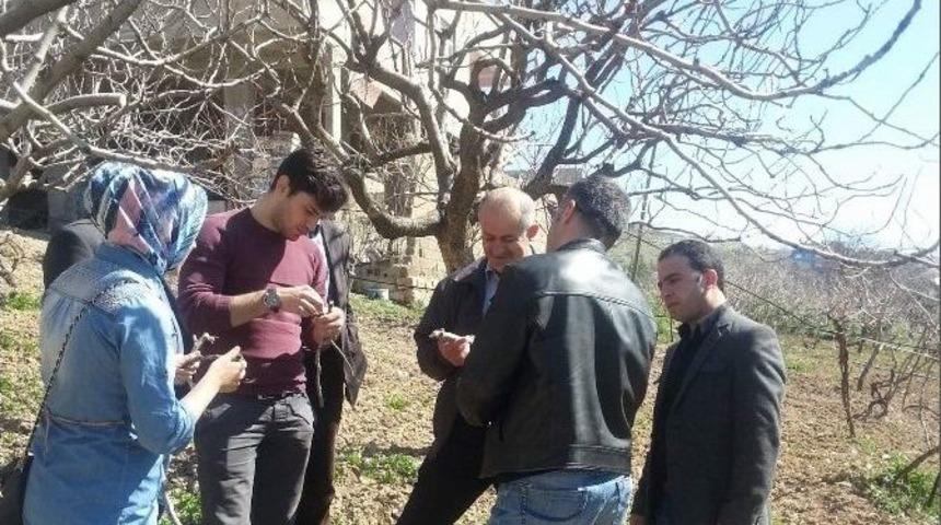 Siirt Fıstığı Hastalıkları İle İlgili İnceleme Yapıldı