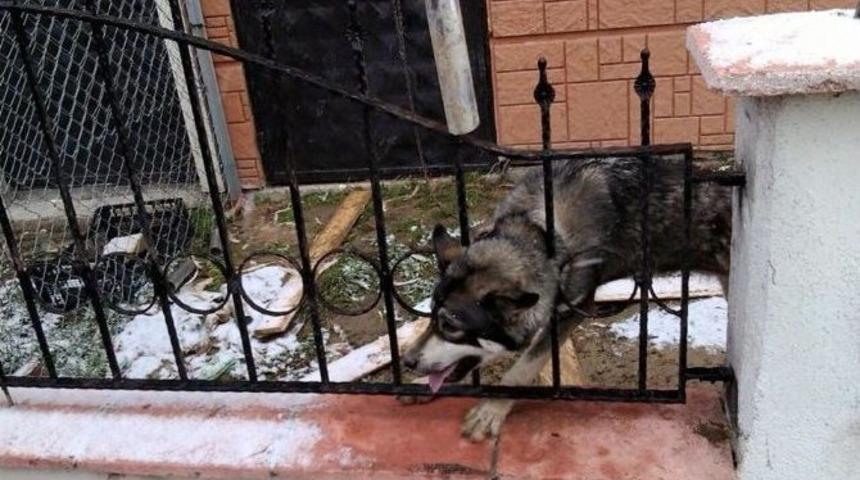 Kafası Demir Korkuluklara Sıkışan K&ouml;pek Kurtarıldı