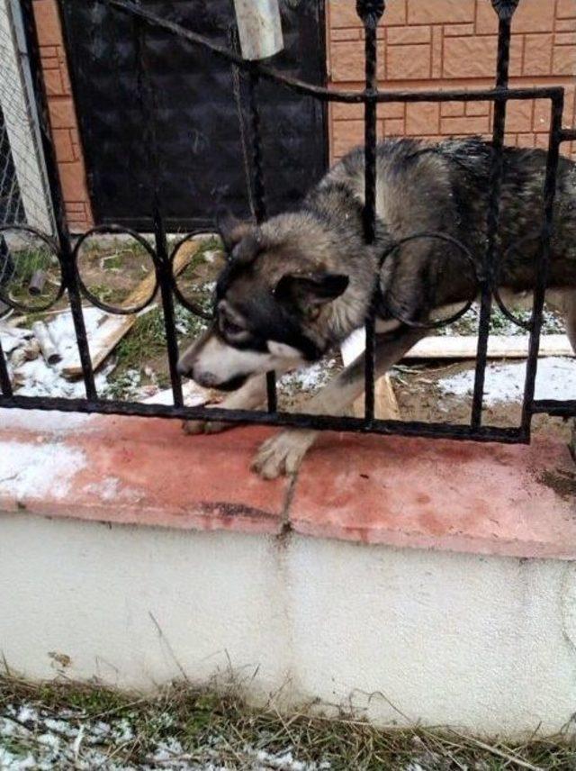 Kafası Demir Korkuluklara Sıkışan Köpek Kurtarıldı