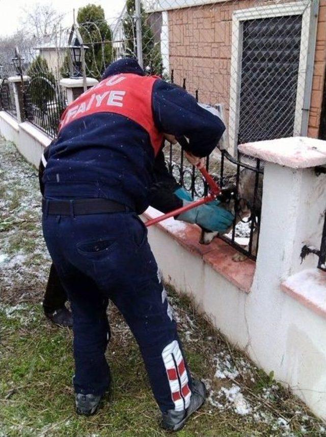 Kafası Demir Korkuluklara Sıkışan Köpek Kurtarıldı