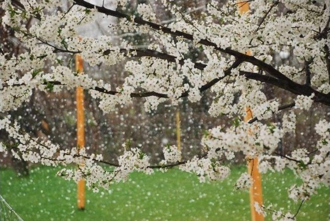 &Ccedil;i&ccedil;ek A&ccedil;an Bitkilere Kar Yağışına Karşı Damacanalı Koruma