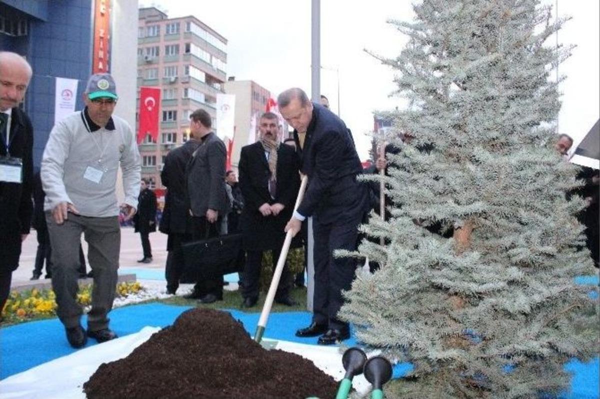 Cumhurbaşkanı Erdoğan, Denizli Valiliği &Ouml;n&uuml;nde Fidan Dikti