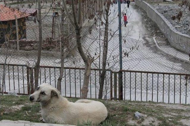 Hakkari’de Başıboş Köpek Sorunu