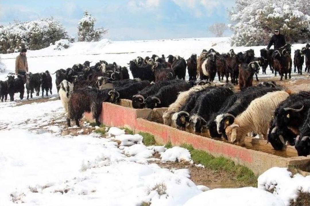 (&ouml;zel Haber) Ke&ccedil;ilerin Kar &Uuml;zerinde Y&uuml;r&uuml;y&uuml;ş&uuml; Kartpostallık G&ouml;r&uuml;nt&uuml;ler Oluşturdu