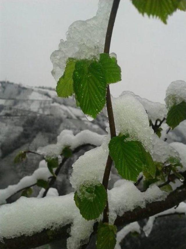 Espiye’de Mart Ayında Köyler Beyaza Büründü 2