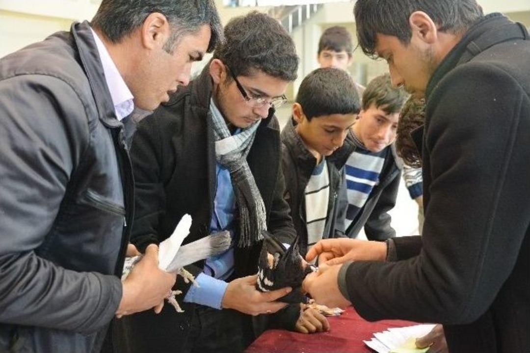 Kahramanmaraş&rsquo;ta G&uuml;vercin Festivali