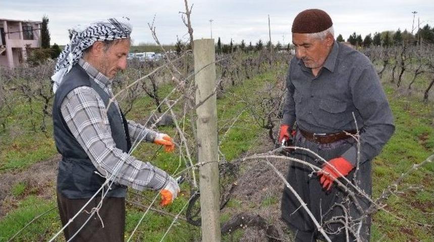 Siverek&rsquo;te Unutulan Bağcılık Tekrar Canlanıyor