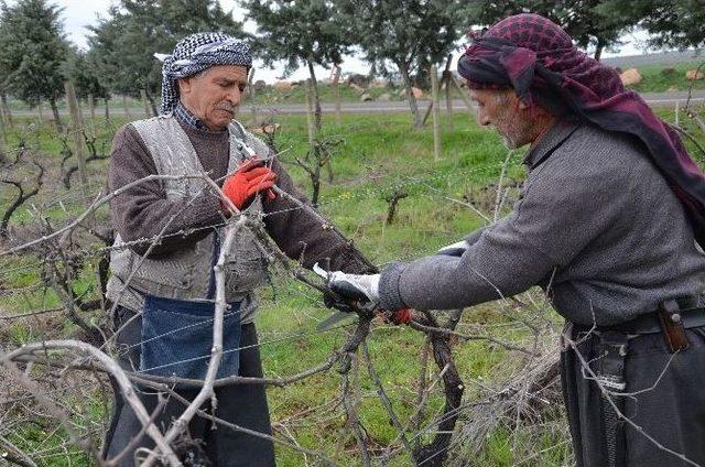 Siverek’te Unutulan Bağcılık Tekrar Canlanıyor