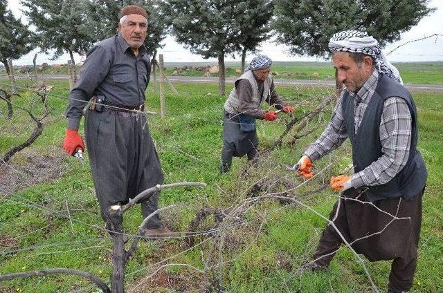 Siverek’te Unutulan Bağcılık Tekrar Canlanıyor