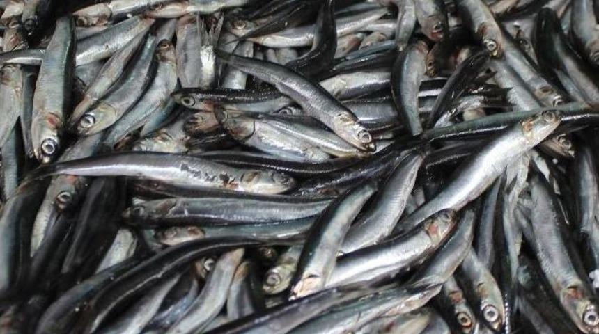 Ordulu Balık&ccedil;ılar İ&ccedil;in Sezon Kısır Ge&ccedil;ti